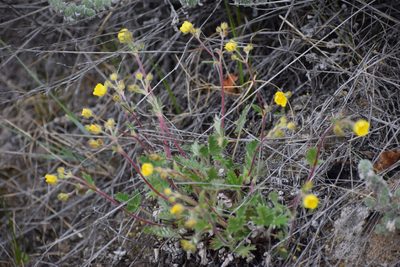 Potentilla arenosa, photographed by Syd Cannings
