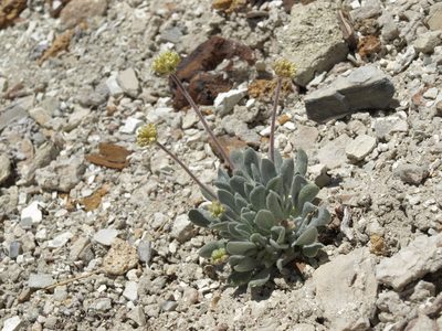 Eriogonum tiehmii, photographed by Jim Morefield
