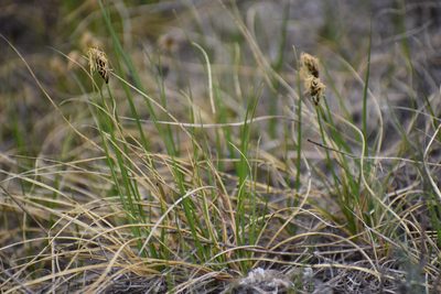 Carex duriuscula, photographed by Syd Cannings