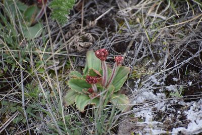 Micranthes reflexa, photographed by Syd Cannings