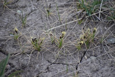 Carex duriuscula, photographed by Syd Cannings