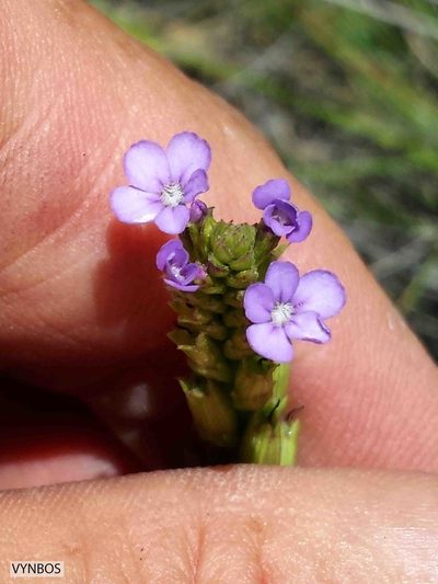 Buchnera simplex, photographed by Chris Vynbos