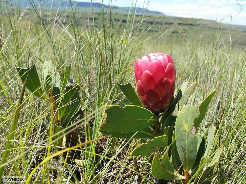 Protea dracomontana, photographed by Chris Vynbos