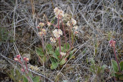 Micranthes reflexa, photographed by Syd Cannings