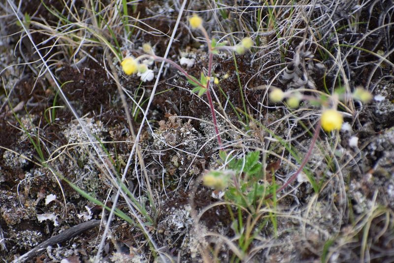 Potentilla arenosa, photographed by Syd Cannings