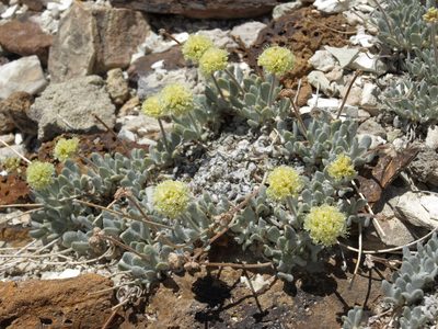 Eriogonum tiehmii, photographed by Jim Morefield