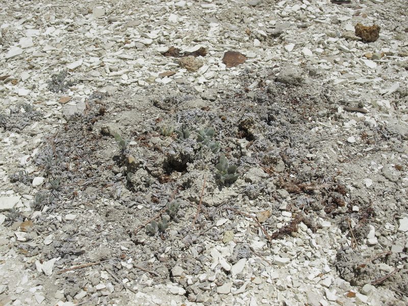 Eriogonum tiehmii, photographed by Jim Morefield