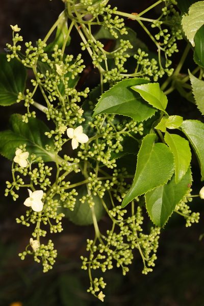 Hydrangea petiolaris, photographed by Stephen James McWilliam