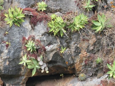 Agave mitis, photographed by Alexis López Hernández