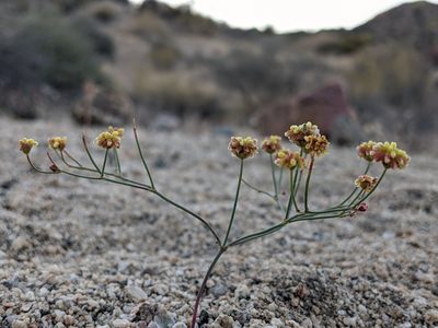 Eriogonum pusillum, photographed by Sam Taylor
