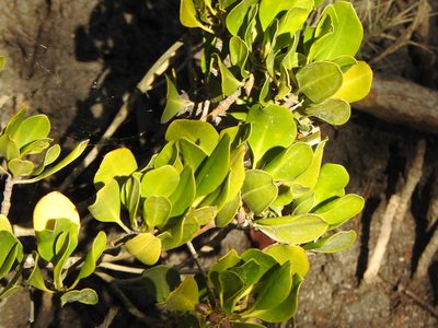 Ceriops australis, photographed by Greg Tasney