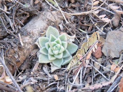 Sedum ebracteatum, photographed by Alexis López Hernández