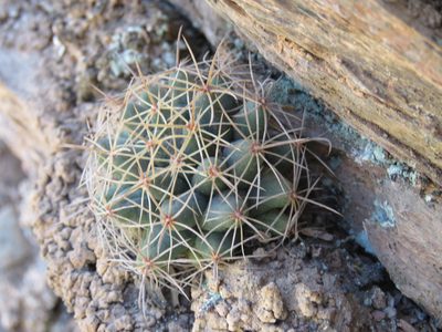 Mammillaria longimamma, photographed by Alexis López Hernández