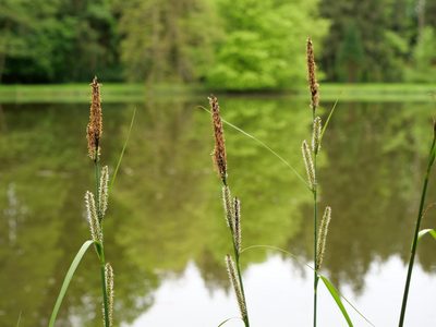 Carex acutiformis, photographed by Wolfgang Jauch