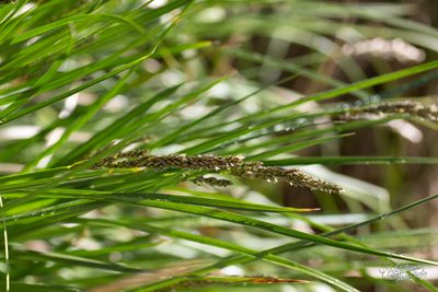 Carex paniculata, photographed by Christina s.l.