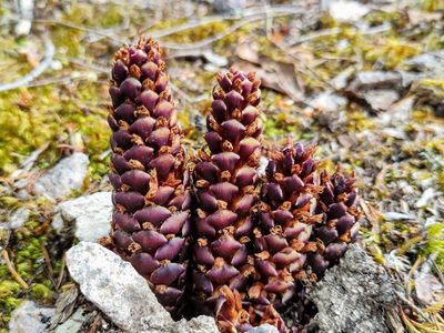 Kopsiopsis hookeri, photographed by Robin Holm