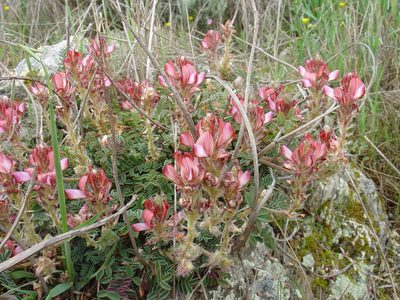 Onobrychis humilis, photographed by Jean-Paul Boerekamps