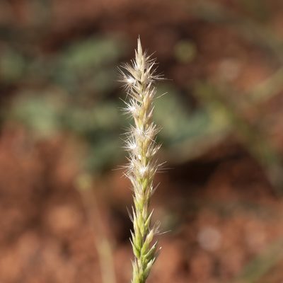 Enneapogon polyphyllus, photographed by Kym Nicolson