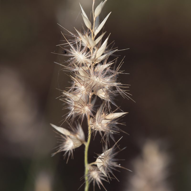 Enneapogon decipiens, photographed by Kym Nicolson