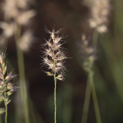 Enneapogon decipiens, photographed by Kym Nicolson