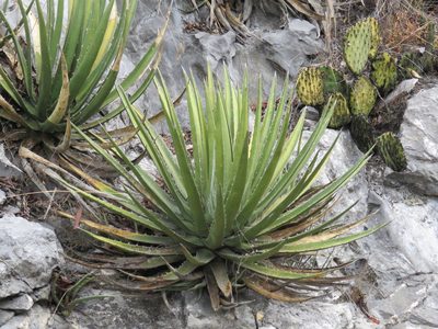 Agave albomarginata, photographed by Alexis López Hernández