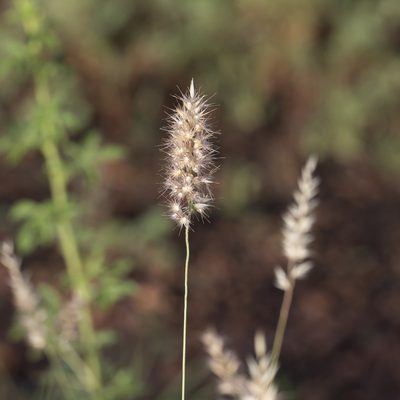 Enneapogon decipiens, photographed by Kym Nicolson