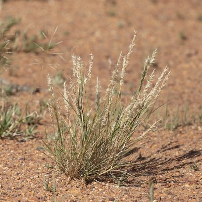 Enneapogon polyphyllus, photographed by Kym Nicolson