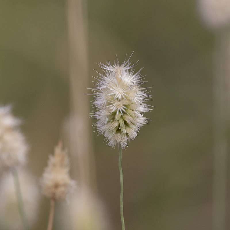 Enneapogon lindleyanus, photographed by Kym Nicolson