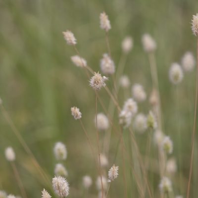 Enneapogon lindleyanus, photographed by Kym Nicolson