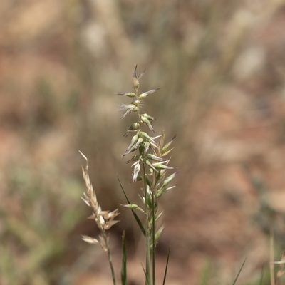 Enneapogon avenaceus, photographed by Kym Nicolson