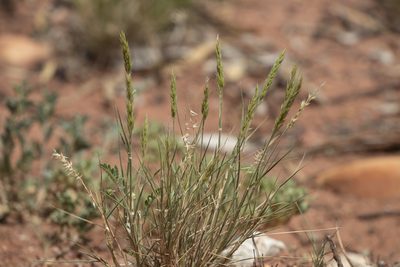 Enneapogon polyphyllus, photographed by Kym Nicolson