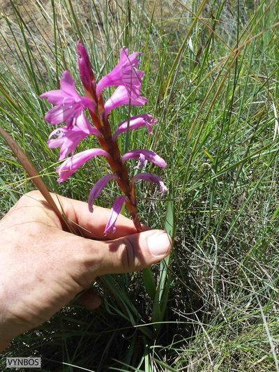Watsonia lepida, photographed by Chris Vynbos
