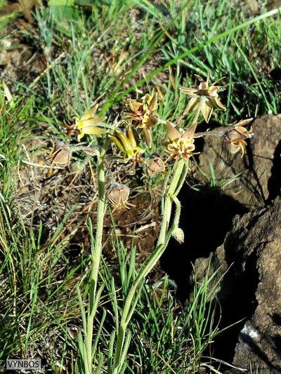 Miraglossum pulchellum, photographed by Chris Vynbos