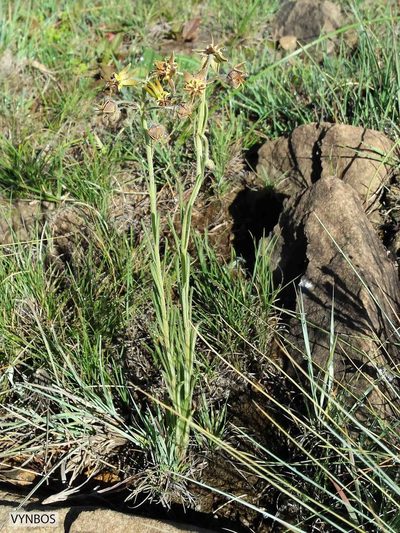 Miraglossum pulchellum, photographed by Chris Vynbos