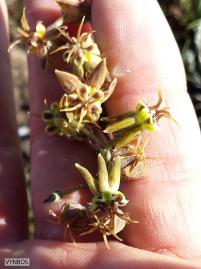 Miraglossum pulchellum, photographed by Chris Vynbos