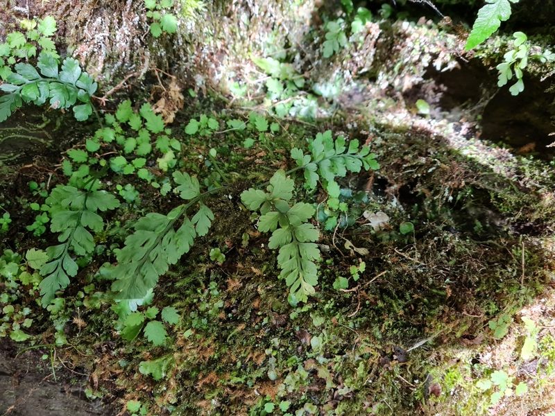 Asplenium cimmeriorum, photographed by gnapp