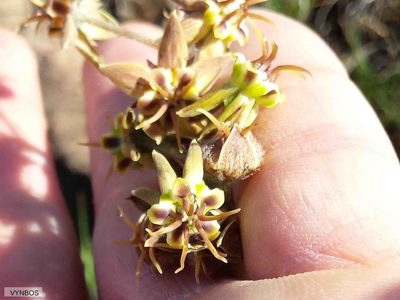 Miraglossum pulchellum, photographed by Chris Vynbos