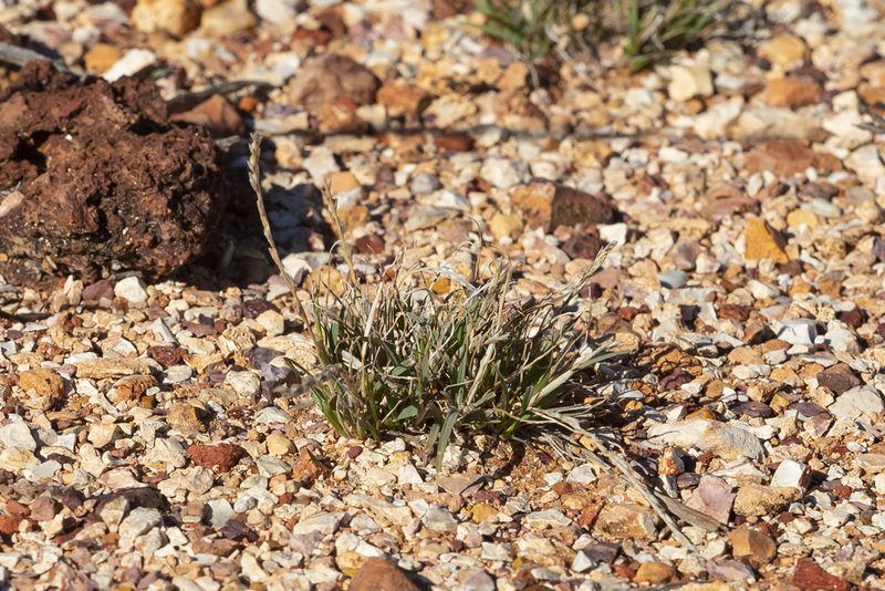 Tripogonella loliiformis, photographed by Kym Nicolson