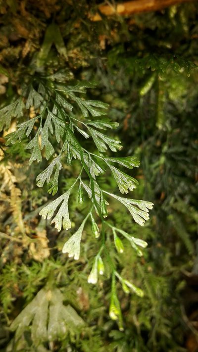 Polyphlebium colensoi, photographed by naturewatchwidow