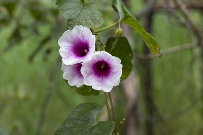 Ipomoea abrupta, photographed by Kym Nicolson