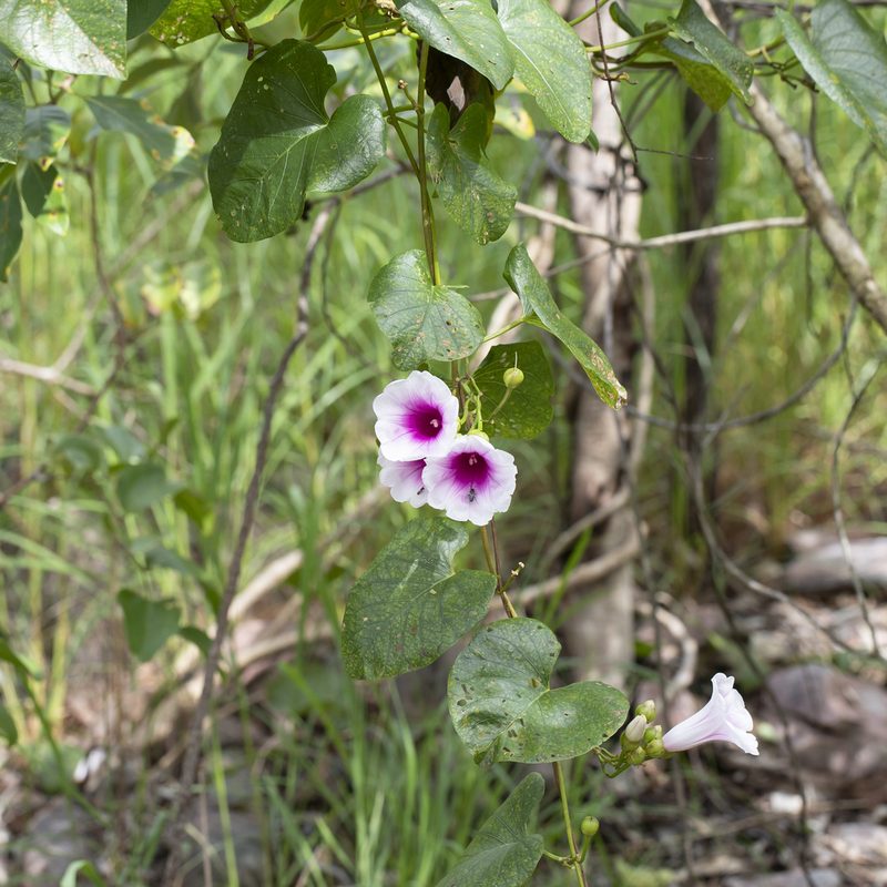 Ipomoea abrupta, photographed by Kym Nicolson