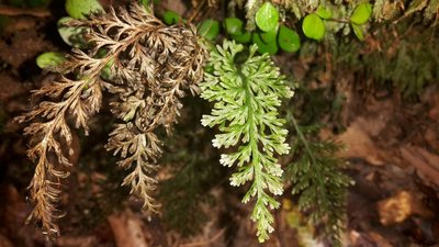 Abrodictyum strictum, photographed by naturewatchwidow