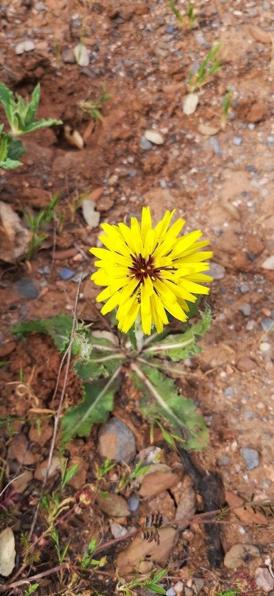 Pseudopodospermum hispanicum, photographed by Christoph Moning