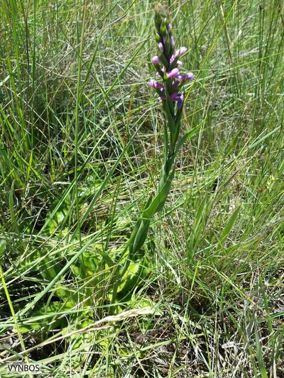 Disa stachyoides, photographed by Chris Vynbos