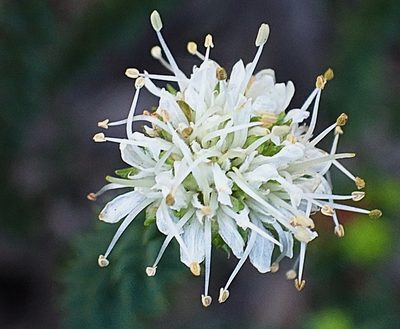 Agathosma apiculata, photographed by Di Turner