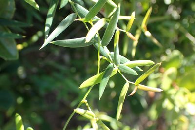 Asparagus volubilis, photographed by Di Turner