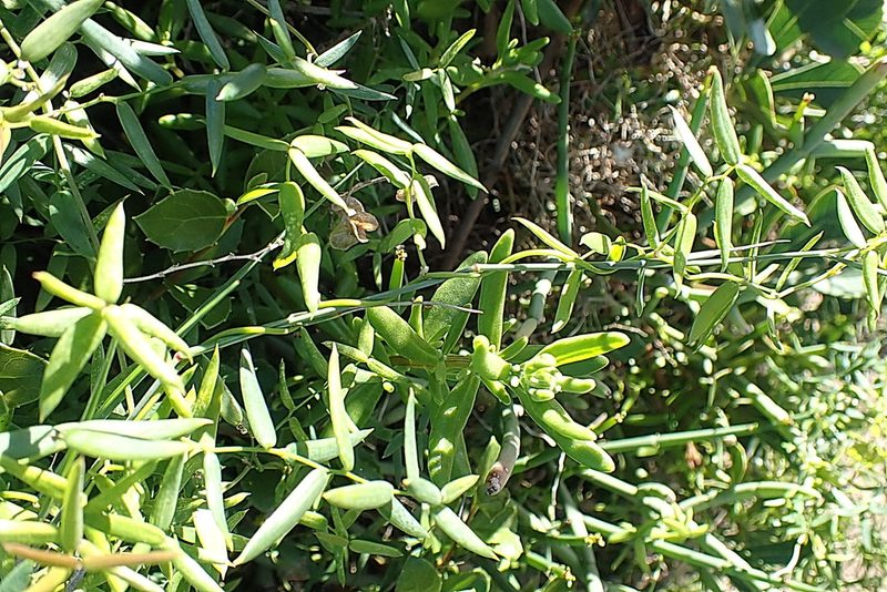 Asparagus volubilis, photographed by Di Turner