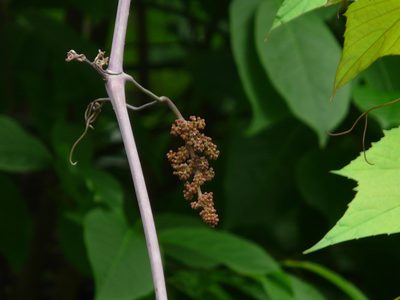 Ampelocissus latifolia, photographed by Dinesh Valke