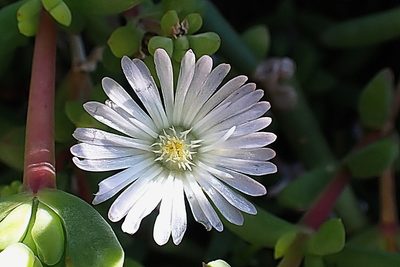 Delosperma inconspicuum, photographed by Di Turner