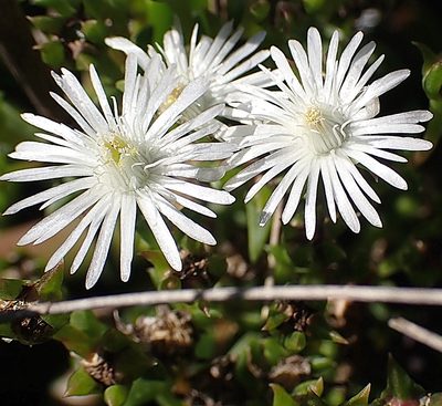 Delosperma inconspicuum, photographed by Di Turner